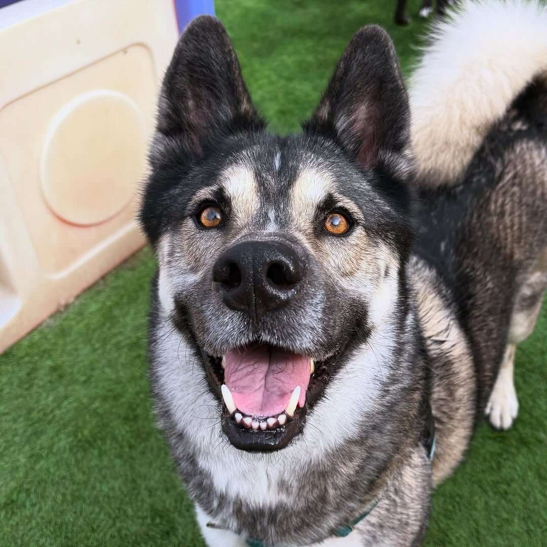 Come hangout with Bear 🐻 at The Dog Cabin !