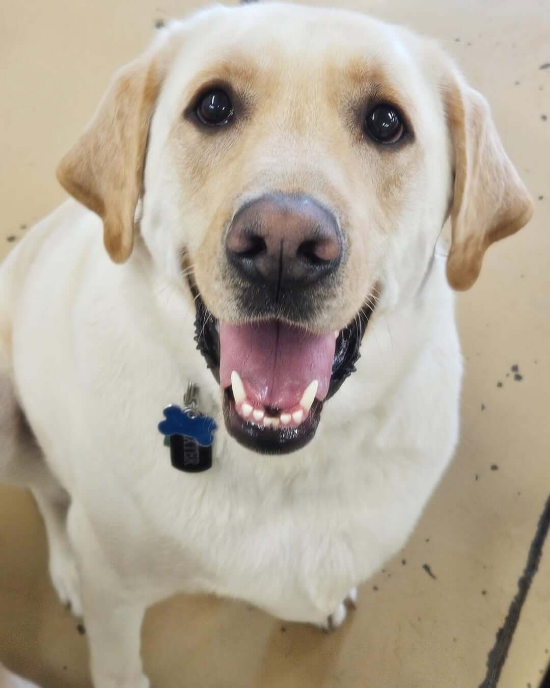 Happy Wednesday- Dexter #dogcabinllc #ct #middletownct