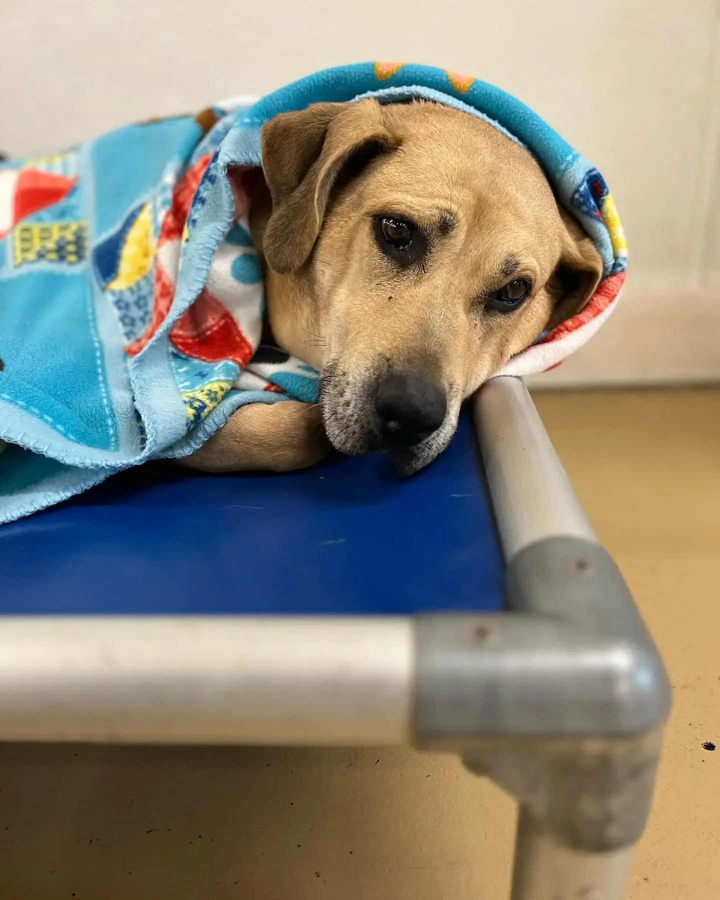 A sleepy dog resting