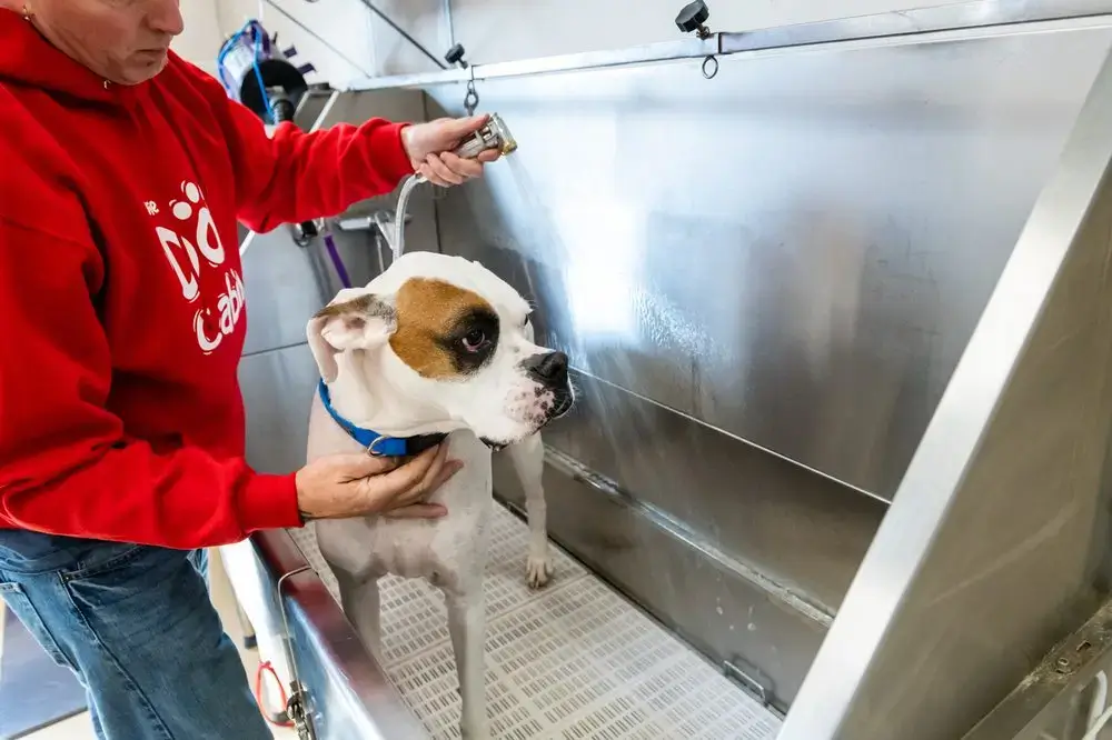 A white dog getting a bath