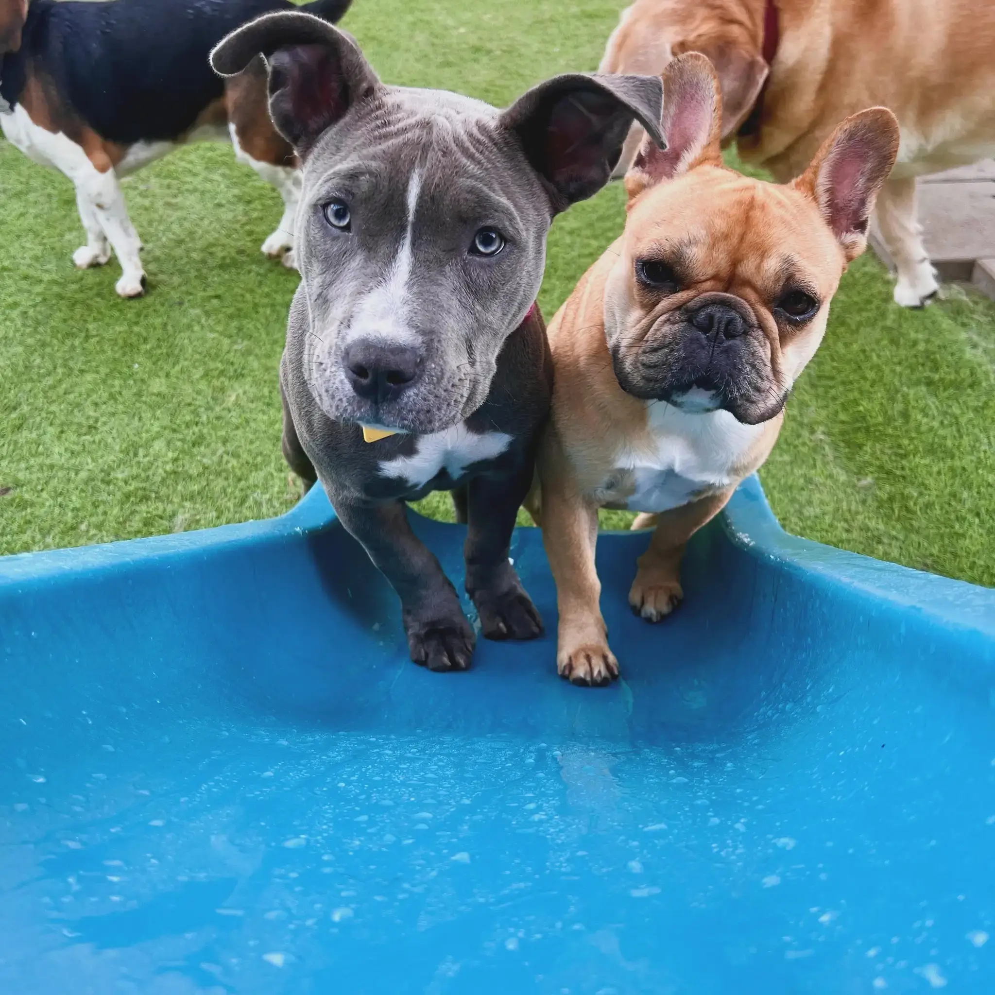 Two dogs enjoying our daycare services