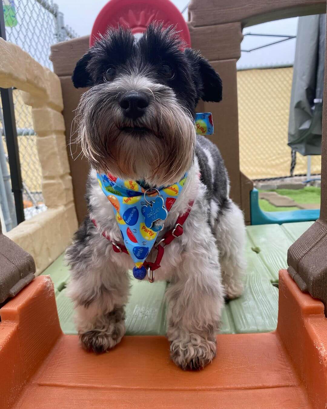 Happy Birthday Willow! #dogcabinllc #middletownct #doggydaycare