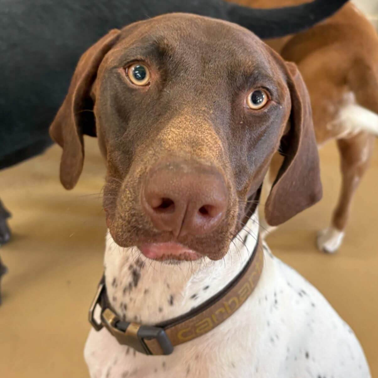 Mr. Parker #dogcabinllc #middletownct #doggydaycare #dogs