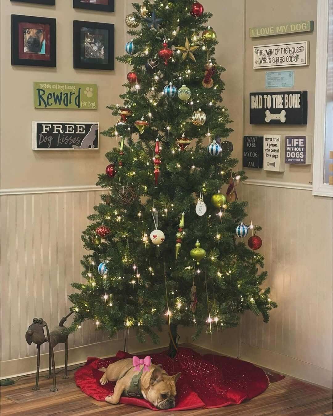 “So I can’t bring a stick in the house, but you’re allowed a whole tree? Unbelievable!” 