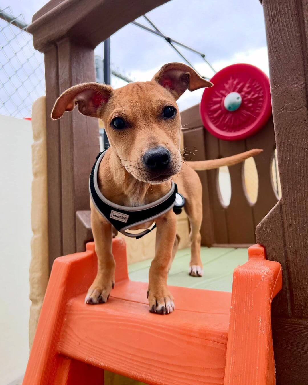 Rigatoni ๐ฅฐ #Dogcabinllc #middletownct #doogydaycare #dog #dogsofinstagram