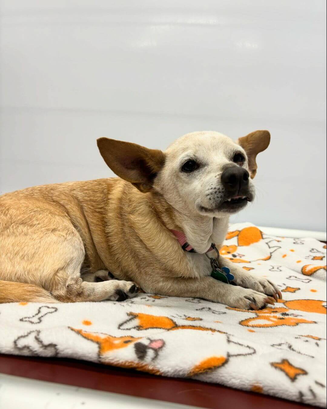 Hi Laverne โค๏ธ #dogcabinllc #olddogsrule #middletownct #doggydaycare