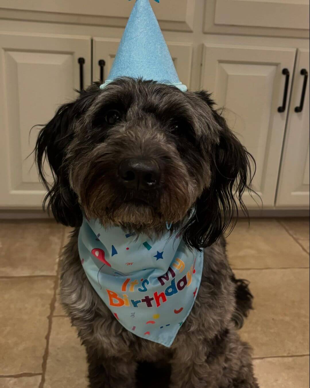 Happy 4th Birthday Eli! #Birthdayboy #doggydaycare #middletownct #dogcabinllc