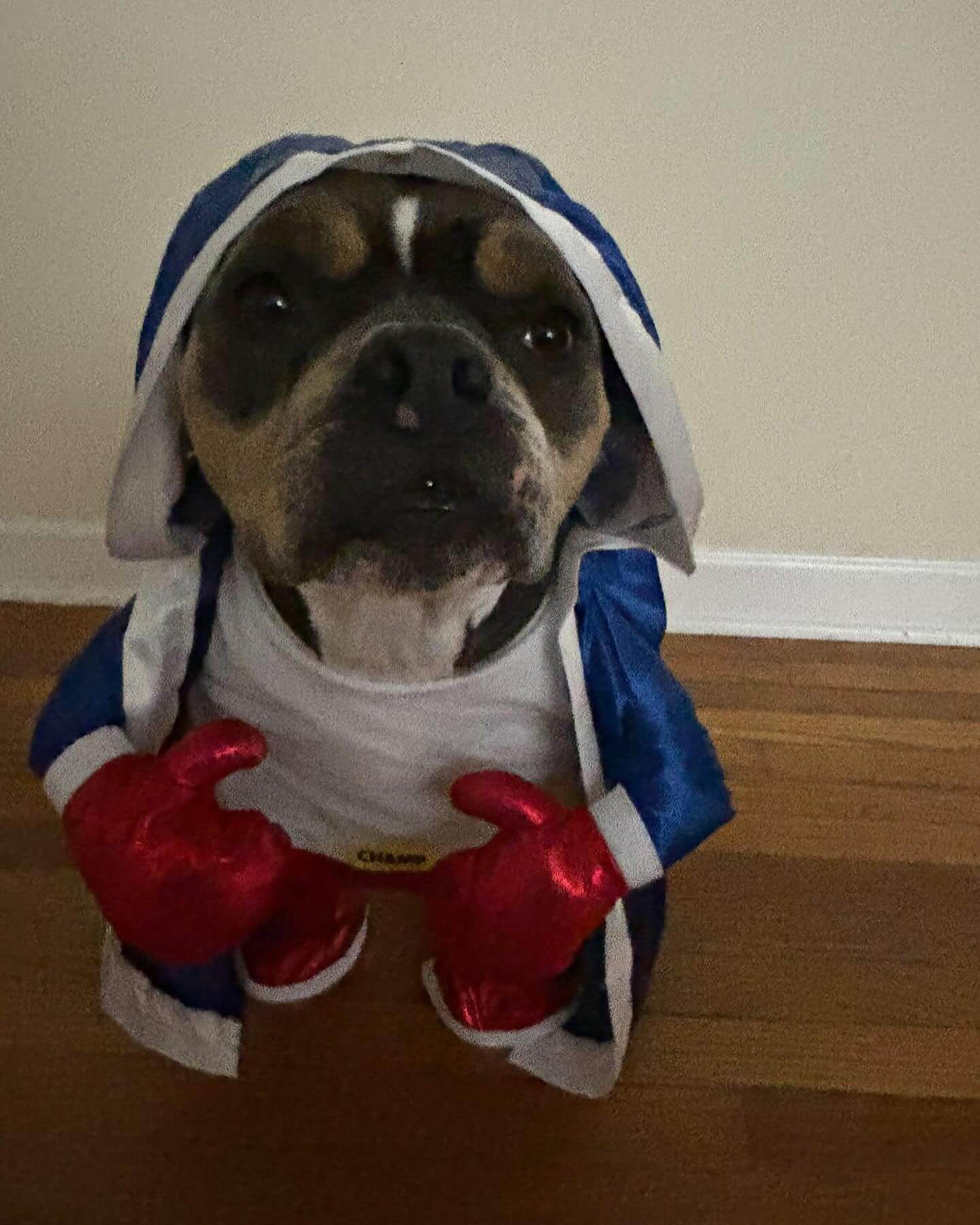 Bouy ๐ฅ the boxing champion