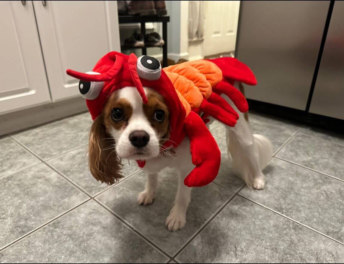 Kalvin ๐ฆ๐ค๐ฆ