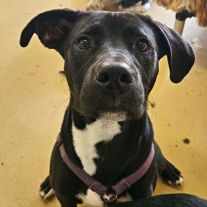 Happy Friday! (Kyber) #doggydaycare #middletownct #dogcabinllc