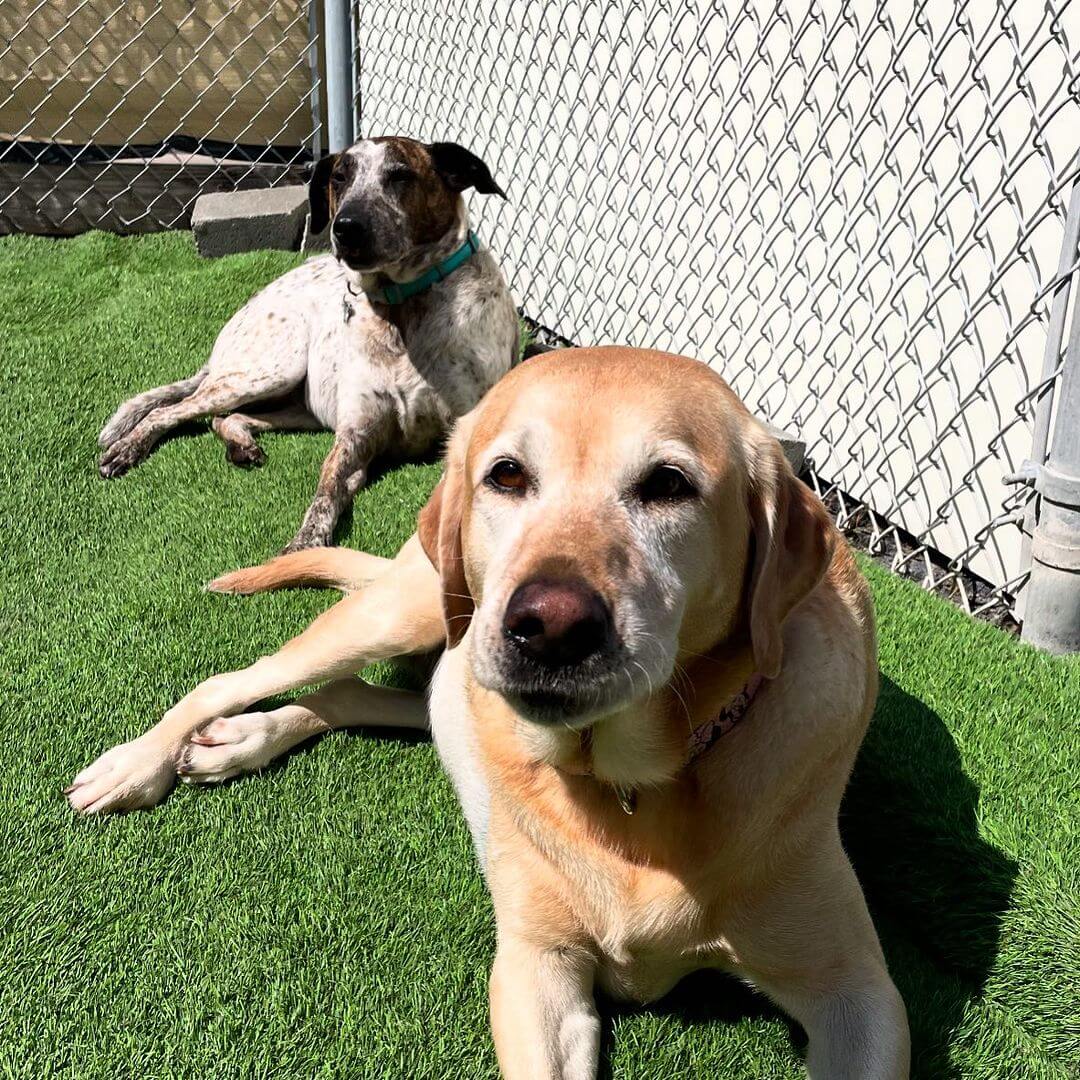 Miss Sophie & Pepper Scarlet โค๏ธ! #dogsofinstagram #dogcabinllc #Middletownct #dog