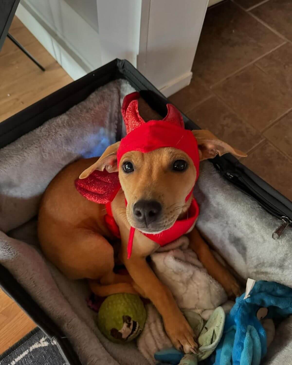 Rigatoni 🎃👻🎃👻