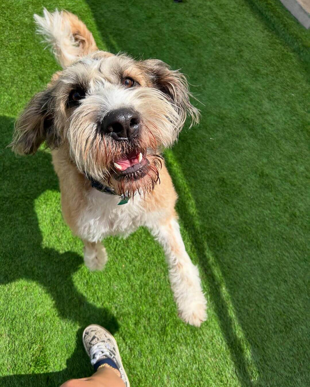 Do you know The Dog Cabin has a new Facebook page!? ๐๐พ You can find the link in our bio. #dogcabinllc #dog #doggroomer #doggydaycare