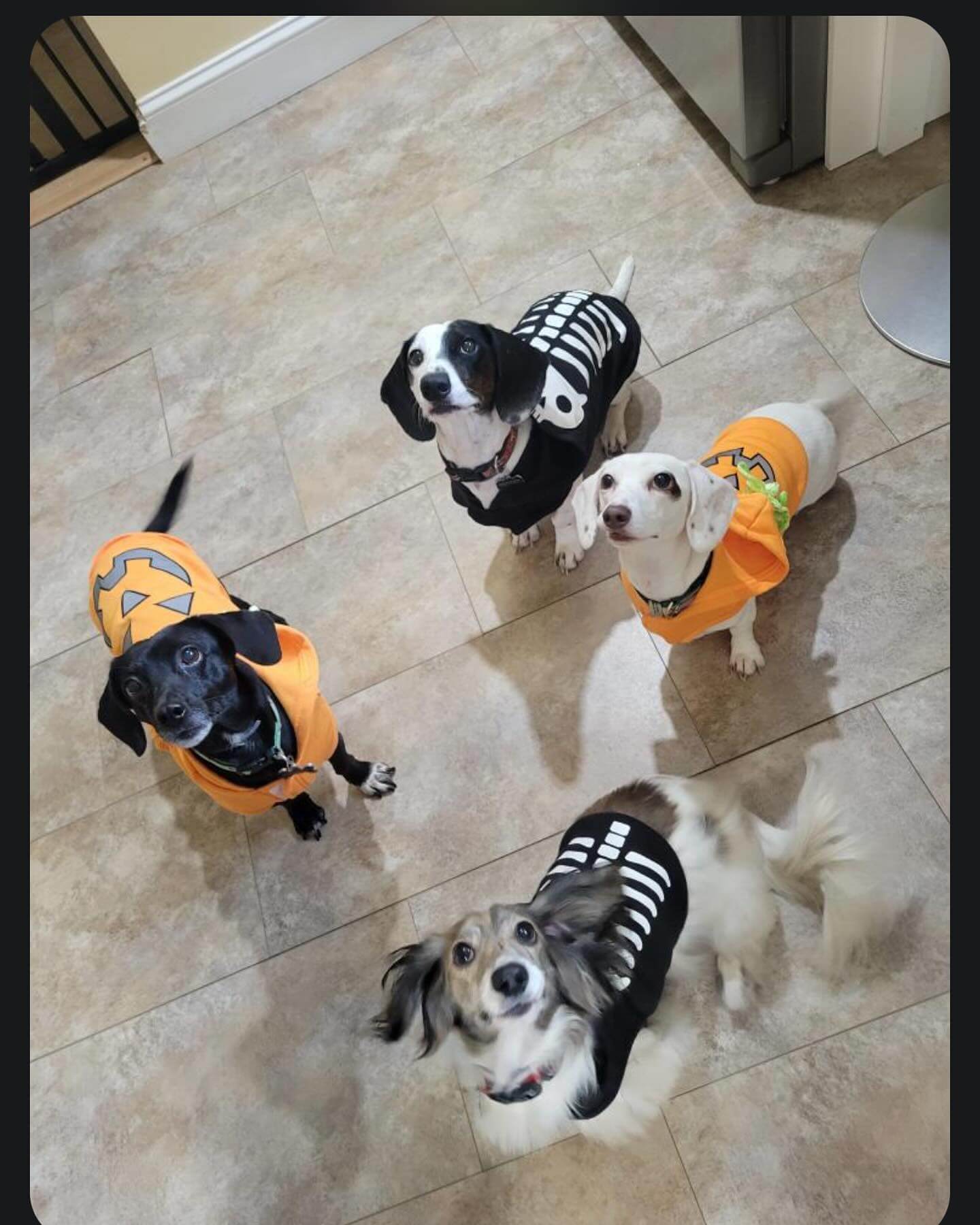 Oats, Ollie, Ozzy, Odin ๐