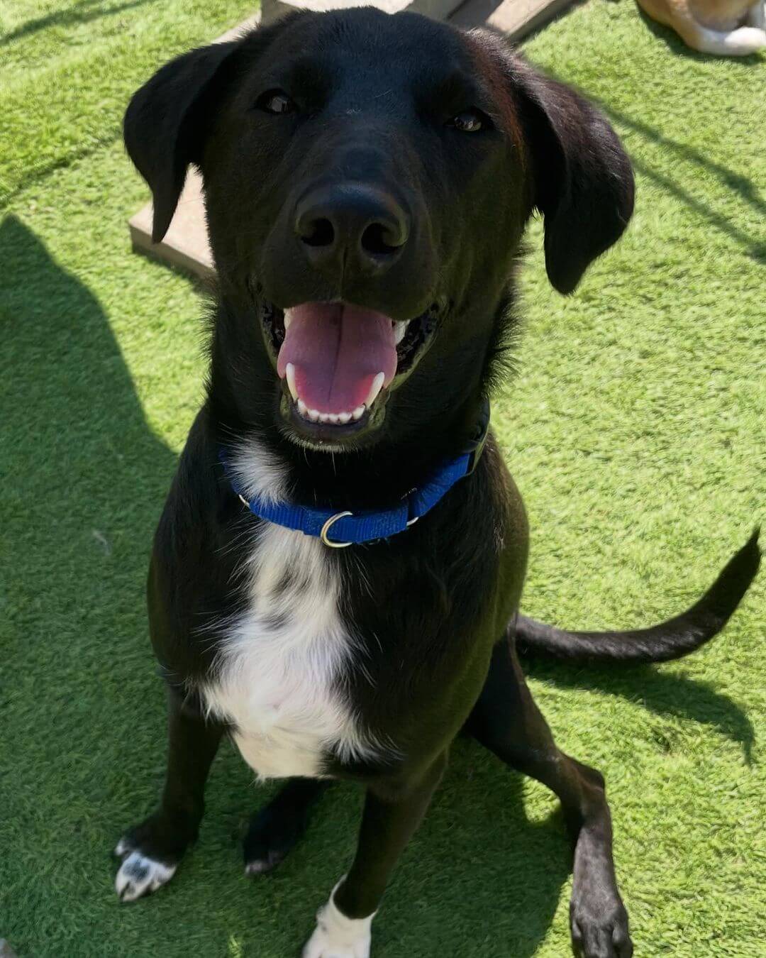 Wednesday are always the best when youโre at The Dog Cabin๐ค๐ฅฐ #doogcabinllc #Middletownct #daycare #dog