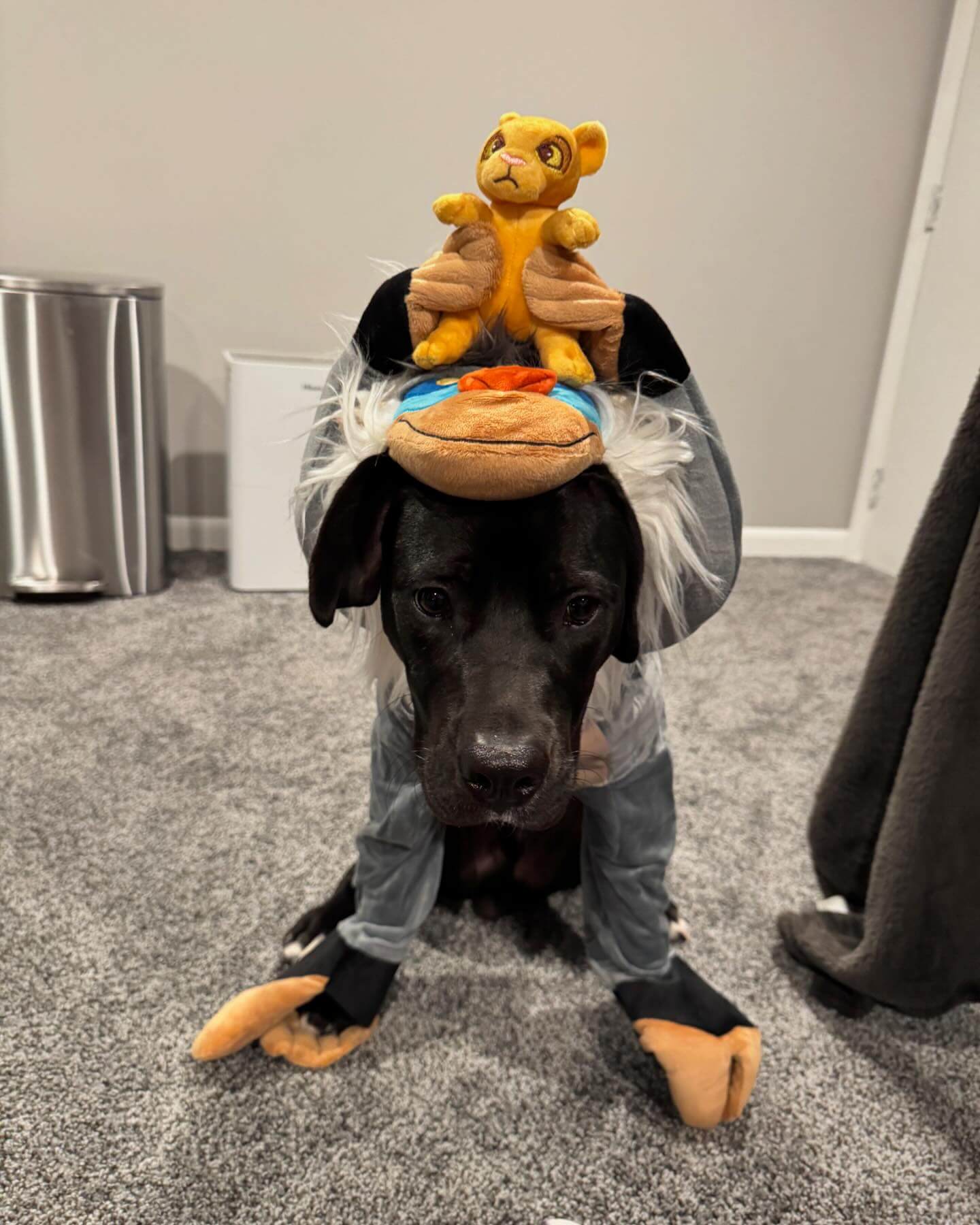 ๐ฆ๐ฆ๐๐ฆ