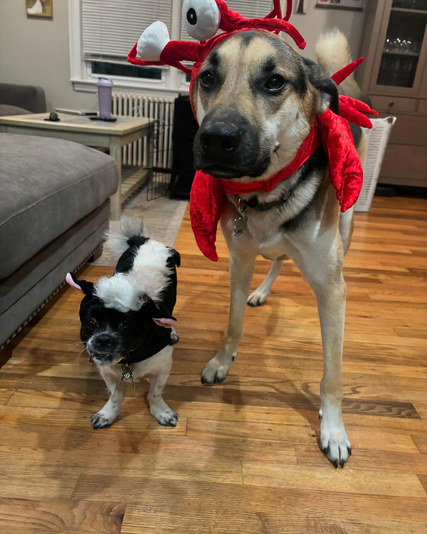 Mo 🦨 & Hank 🦞🦀