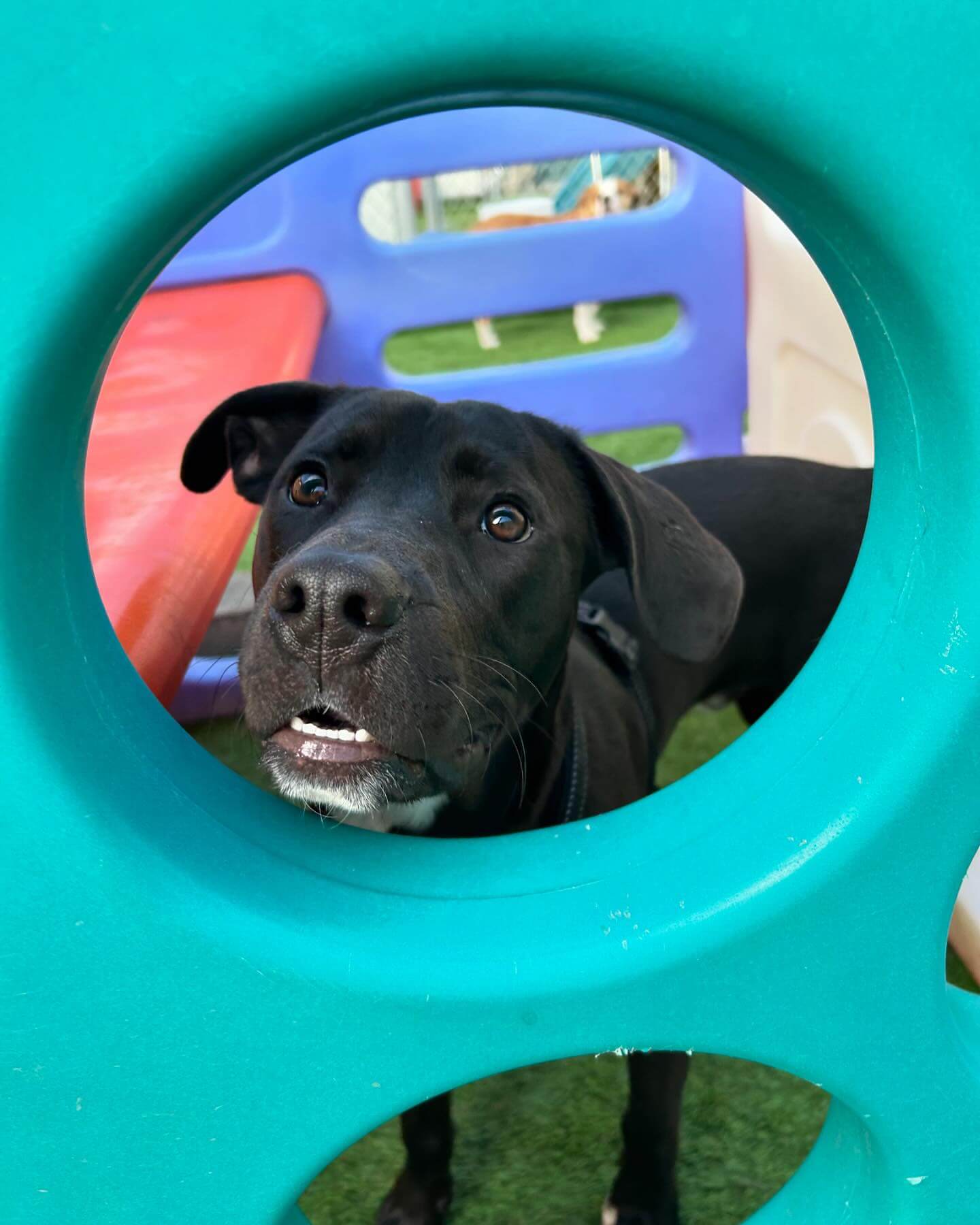 Do you have any snacks? (Kyber) #middletownct #doggydaycare #dogcabinllc #dog #❤️