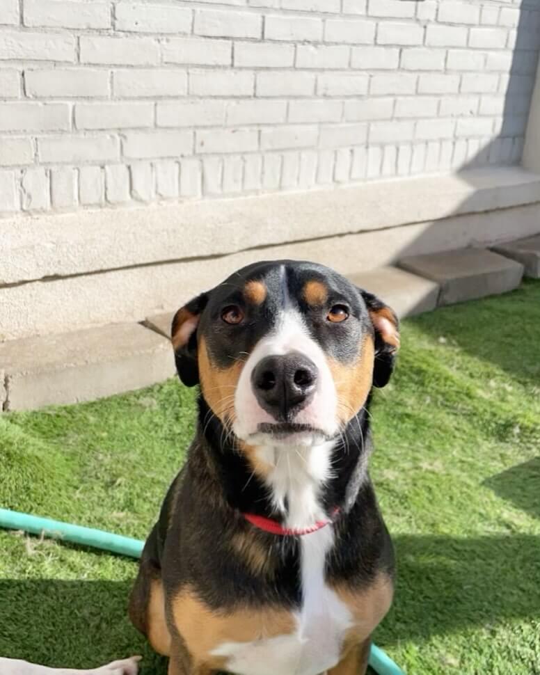 Fletcher ❤️🐾🦴🐕🐶 #dogcabinllc #doggydaycare #middletownct