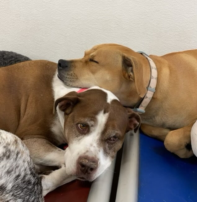 Stella & Sammy ๐ค๐ด #dogcabinllc #dog #monday #doglover #dogsofinstagram