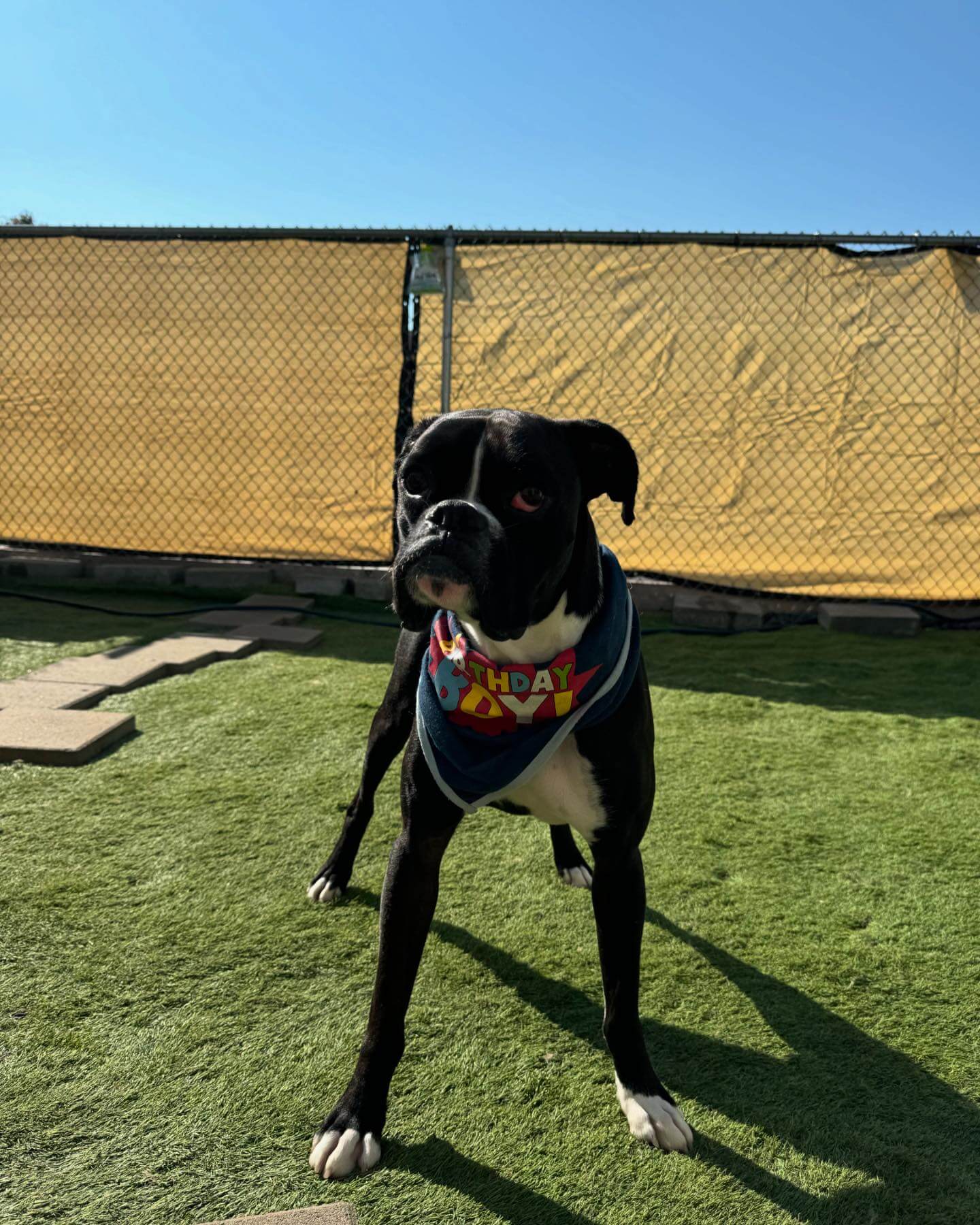 Happy Birthday ACE! #Birthdayboy #dogcabinllc#middletownct