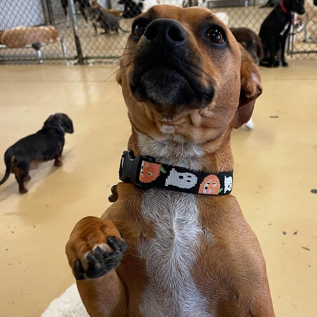 Have any snacks? (Lucy)
#dogsofinstagram #happymonday #dogoftheday #dogcabinllc