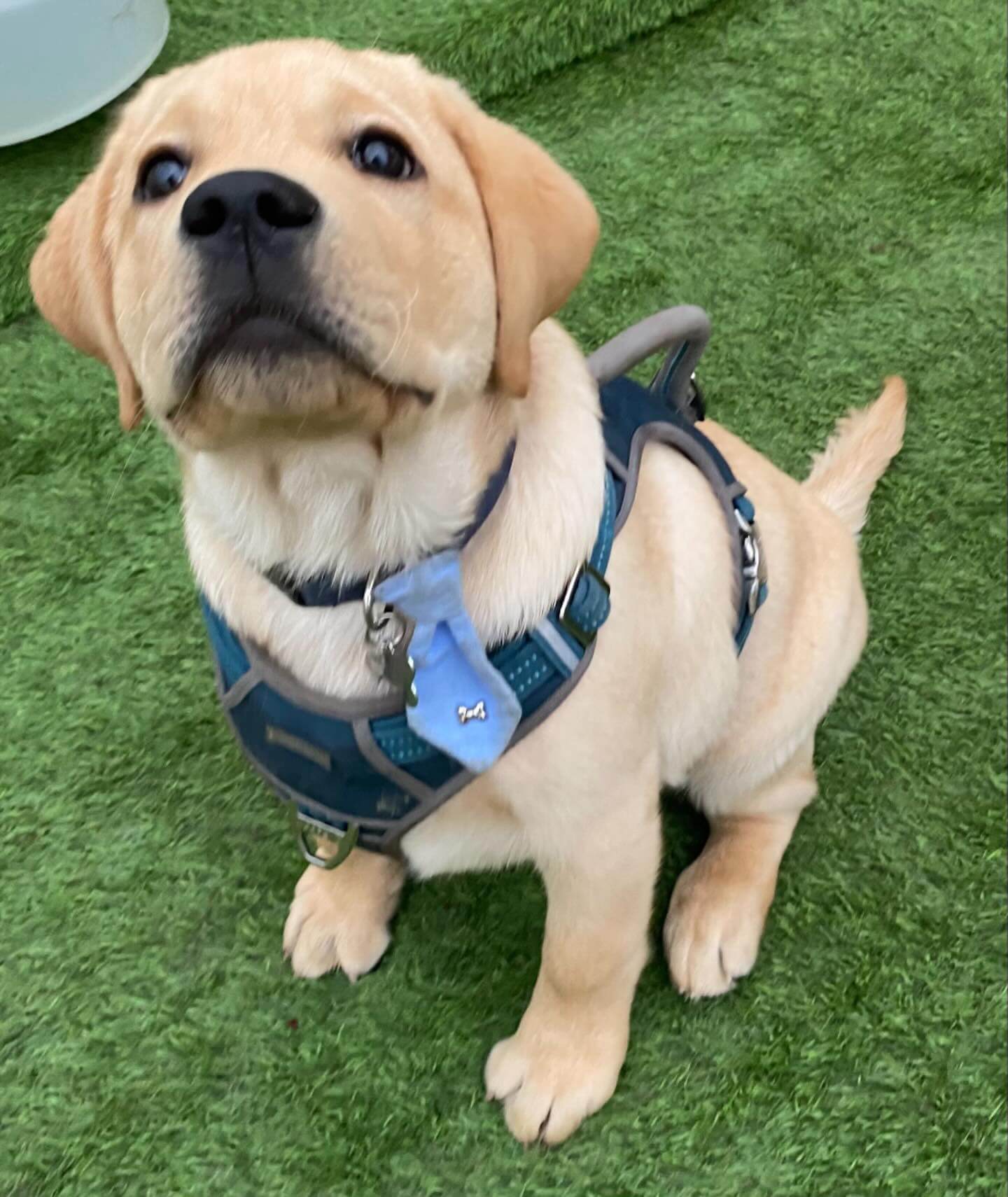 Happy Monday! ( Barney) 😍🥰 #dogcabinllc #doggydaycare #dogsofinstagram