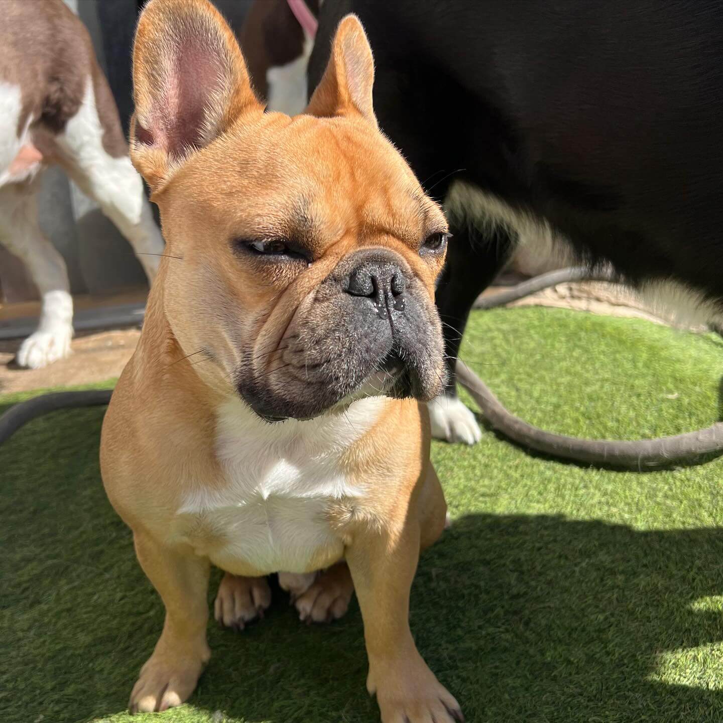 Happy Monday! #dogcabinllc #middletownct #doggydaycare #dog