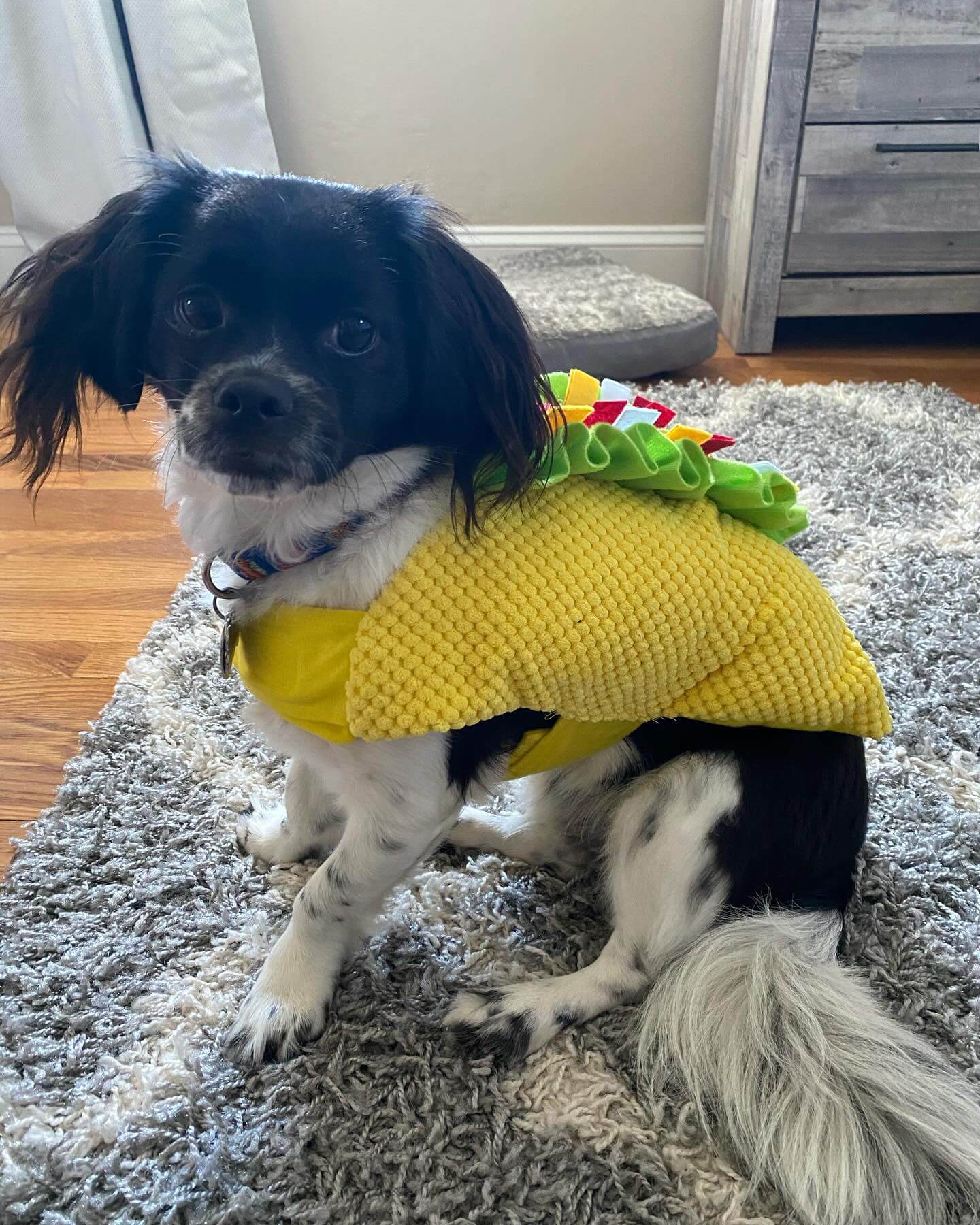 Mo wants to remind everyone to send us their Halloween photos. You can DM or email it to us at dogcabin@sbcglobal.net #middletown #dogcabinllc ๐ป๐๐