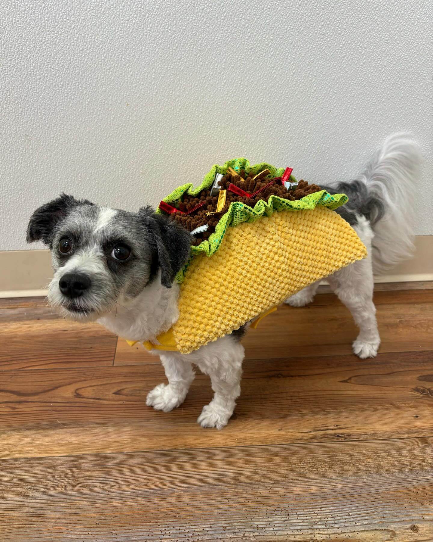 ๐ฎ๐ฎ๐ฎ๐ฎ๐ฎ