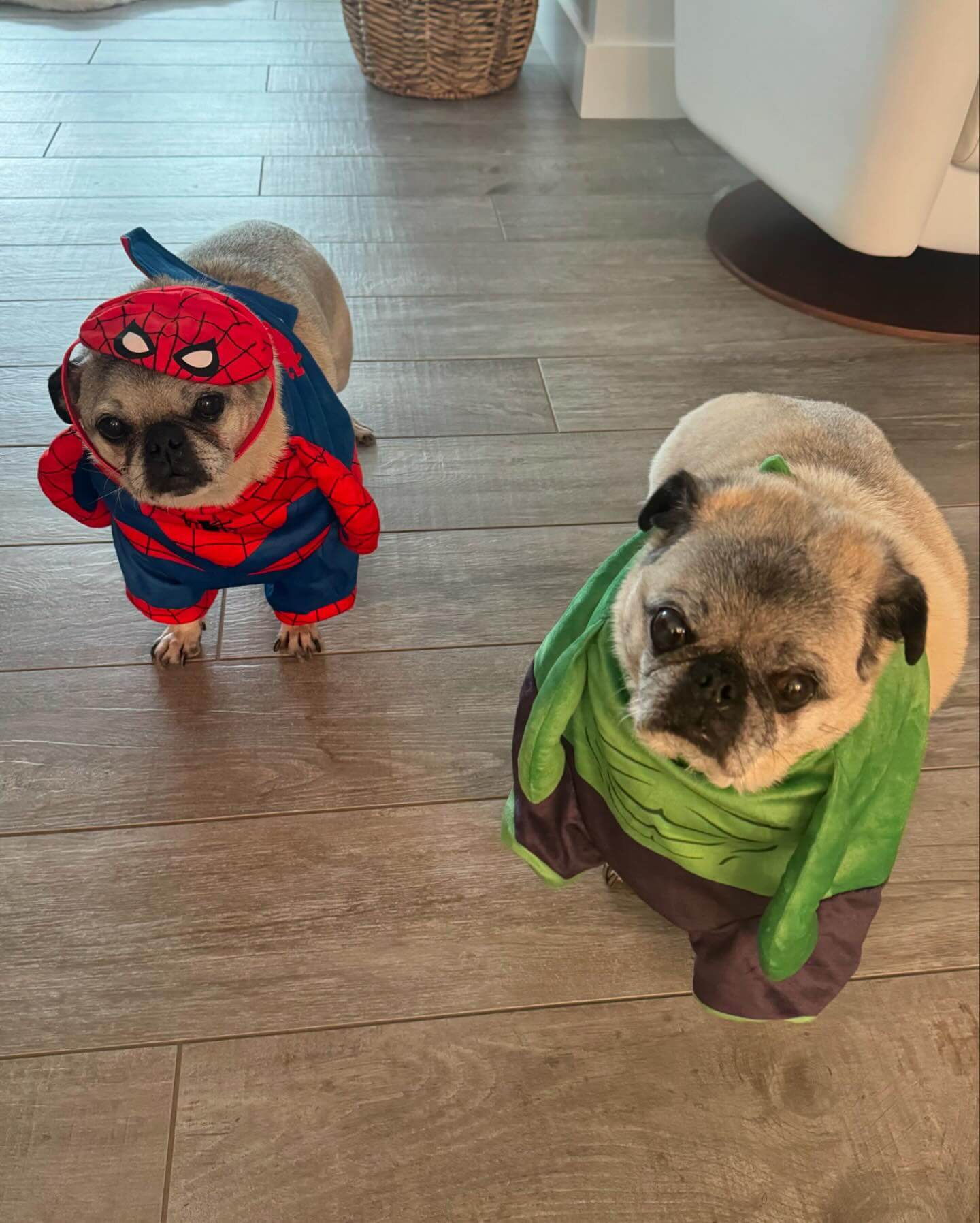 Tony and Hercules 👻🎃👻🎃